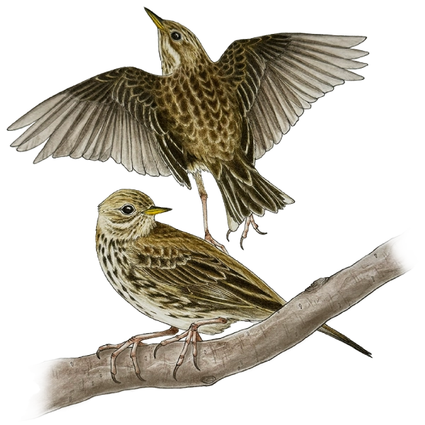 Þúfutitlingur, Meadow pipit, Anthus pratensis