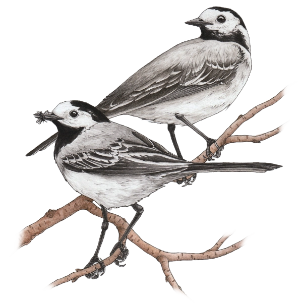 Maríuerla, White wagtail, Motacilla alba